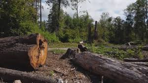 Best Tree Removal  in The Pinery, CO