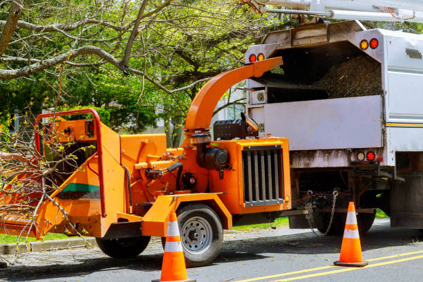 Why Choose Our Tree Removal Services in The Pinery, CO?