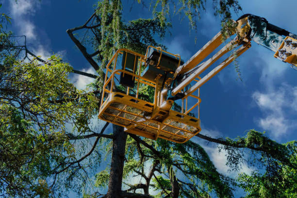 Professional  Tree Services in The Pinery, CO